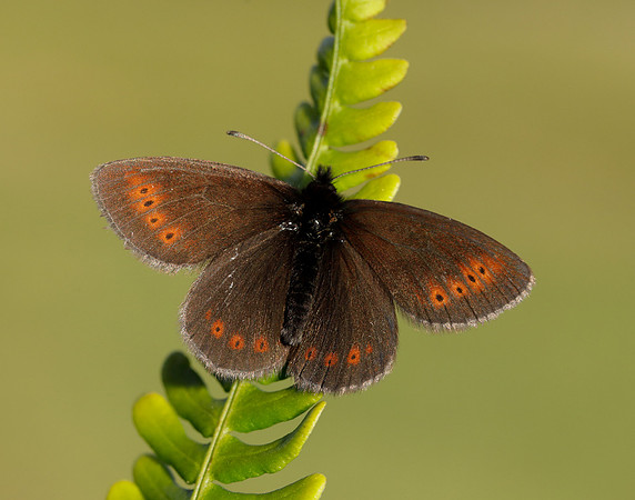 Mountain Ringlet Erebia epiphron