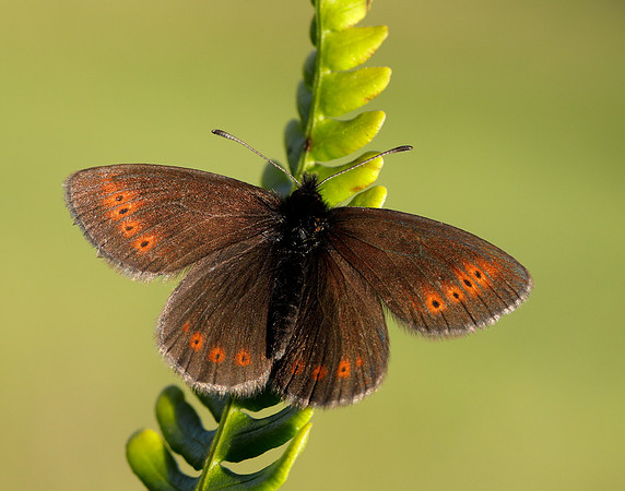 Mountain Ringlet Erebia epiphron
