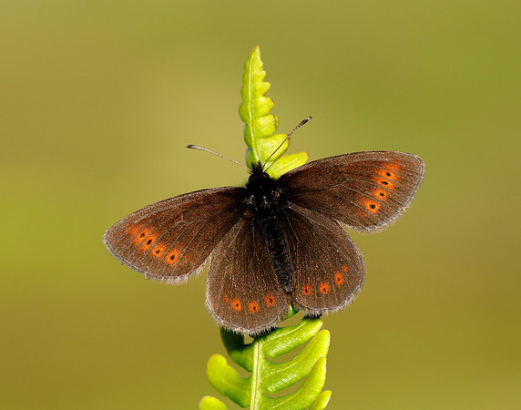 Mountain Ringlet Erebia epiphron