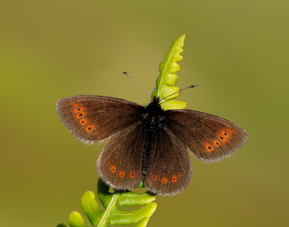 Mountain Ringlet Erebia epiphron