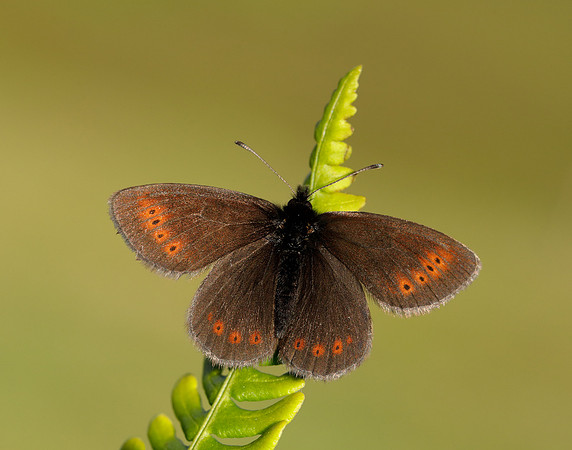 Mountain Ringlet Erebia epiphron