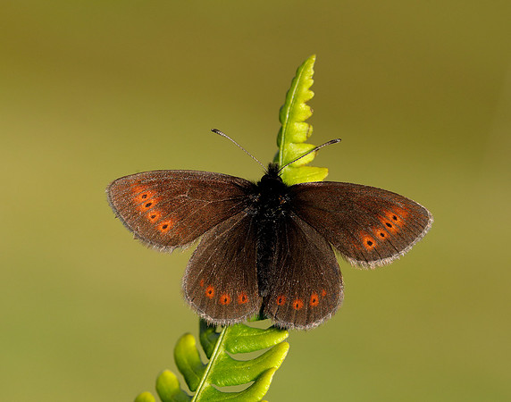 Mountain Ringlet Erebia epiphron