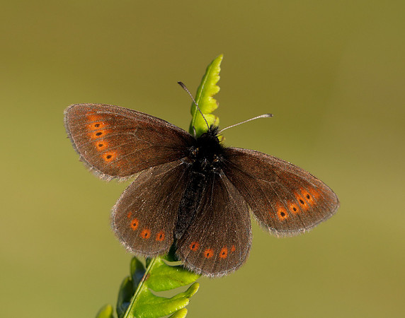 Mountain Ringlet Erebia epiphron