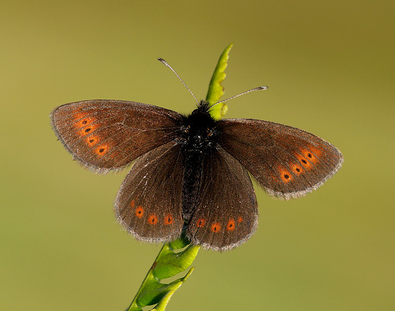 Mountain Ringlet Erebia epiphron