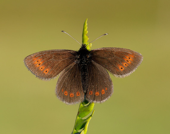 Mountain Ringlet Erebia epiphron