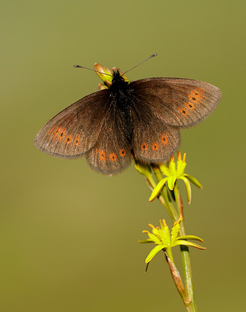 Mountain Ringlet Erebia epiphron