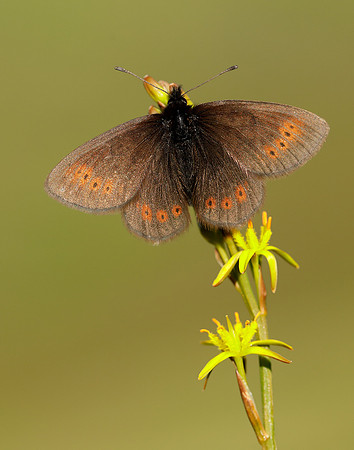 Mountain Ringlet Erebia epiphron