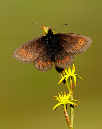Mountain Ringlet Erebia epiphron