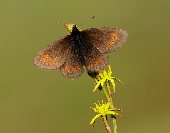 Mountain Ringlet Erebia epiphron