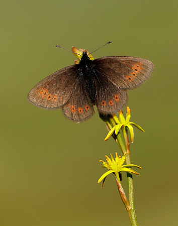 Mountain Ringlet Erebia epiphron