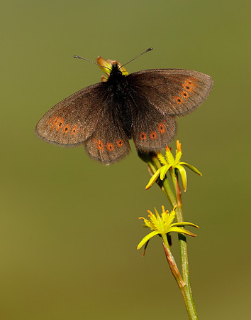 Mountain Ringlet Erebia epiphron