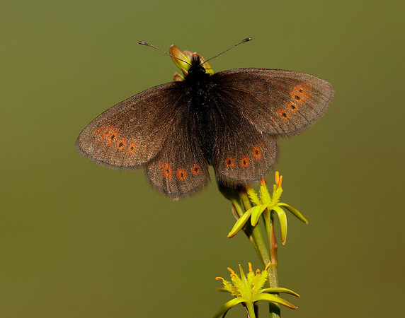 Mountain Ringlet Erebia epiphron