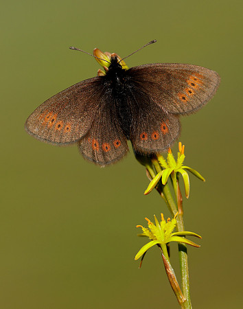 Mountain Ringlet Erebia epiphron
