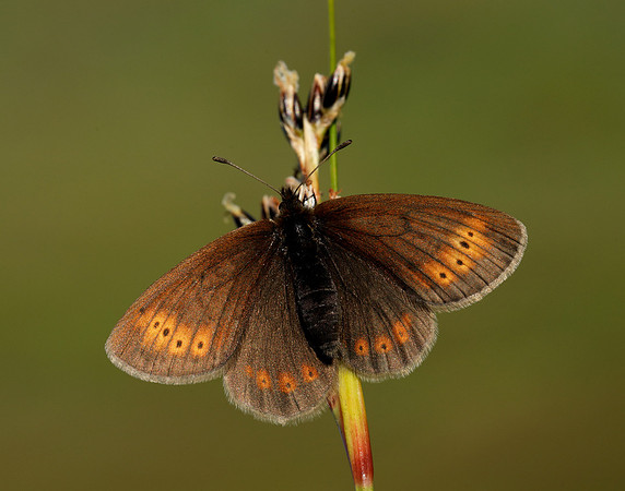 Mountain Ringlet Erebia epiphron