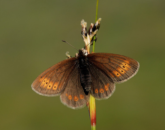 Mountain Ringlet Erebia epiphron