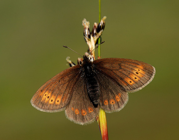 Mountain Ringlet Erebia epiphron
