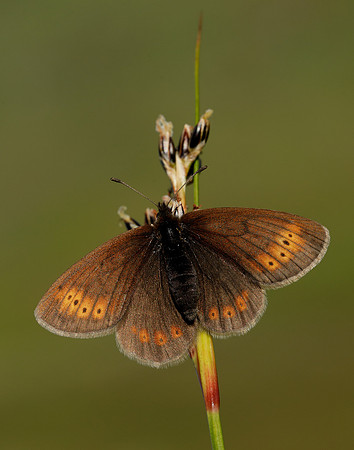 Mountain Ringlet Erebia epiphron