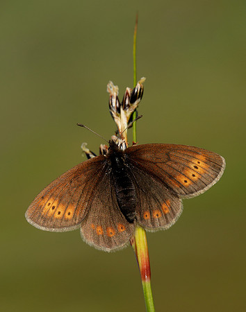 Mountain Ringlet Erebia epiphron