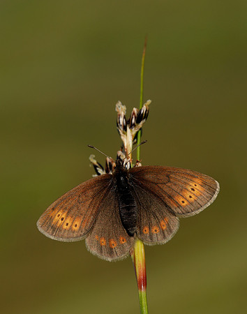 Mountain Ringlet Erebia epiphron