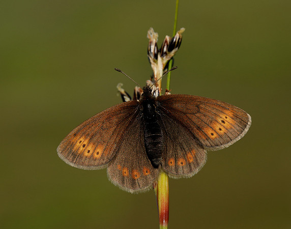 Mountain Ringlet Erebia epiphron