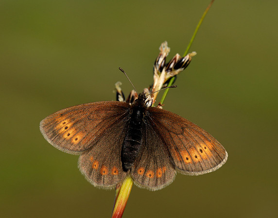 Mountain Ringlet Erebia epiphron