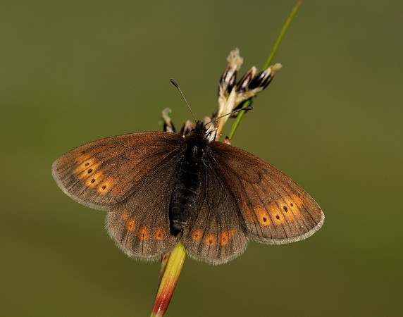 Mountain Ringlet Erebia epiphron
