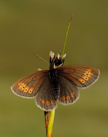 Mountain Ringlet Erebia epiphron