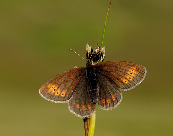 Mountain Ringlet Erebia epiphron