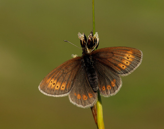 Mountain Ringlet Erebia epiphron