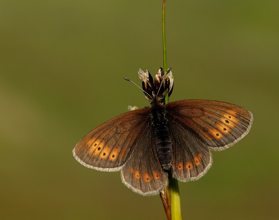 Mountain Ringlet Erebia epiphron