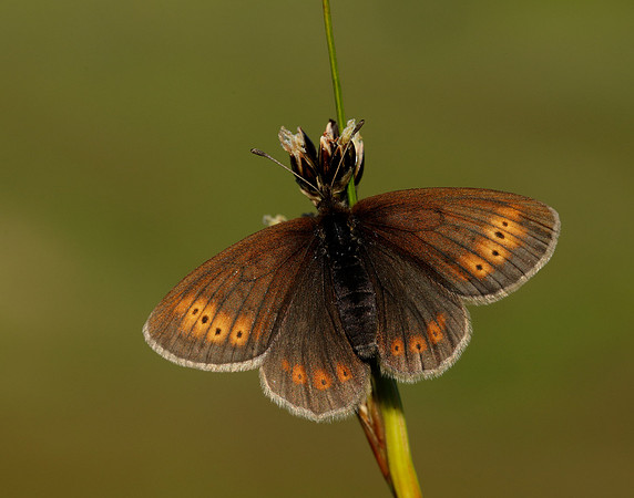 Mountain Ringlet Erebia epiphron
