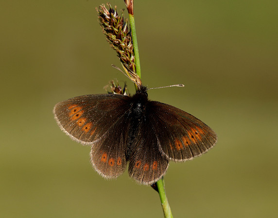 Mountain Ringlet Erebia epiphron