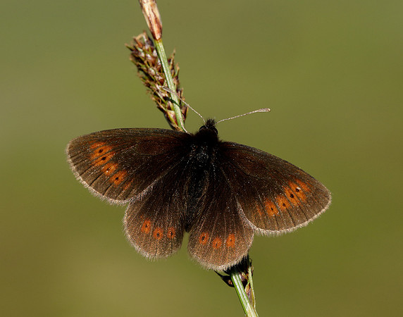 Mountain Ringlet Erebia epiphron