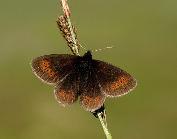 Mountain Ringlet Erebia epiphron