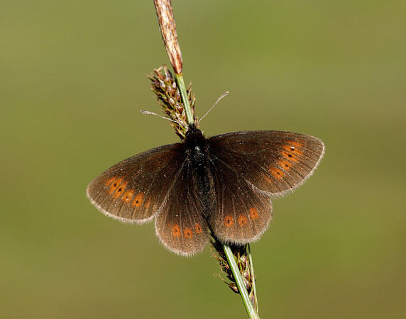 Mountain Ringlet Erebia epiphron