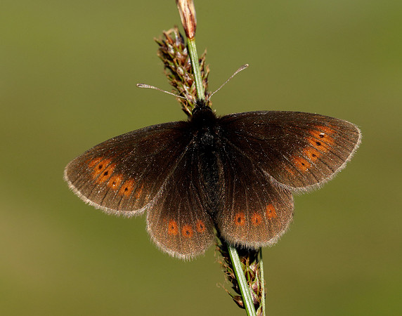 Mountain Ringlet Erebia epiphron