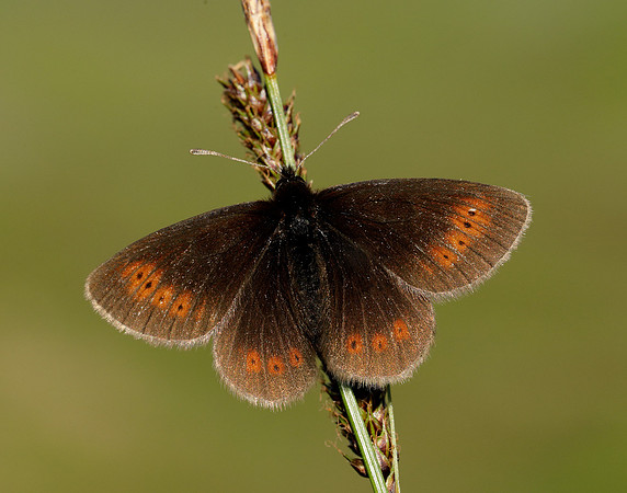 Mountain Ringlet Erebia epiphron