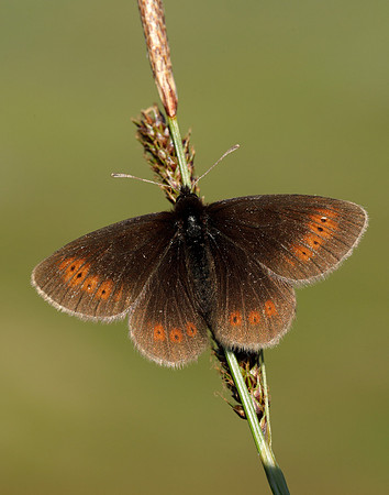 Mountain Ringlet Erebia epiphron