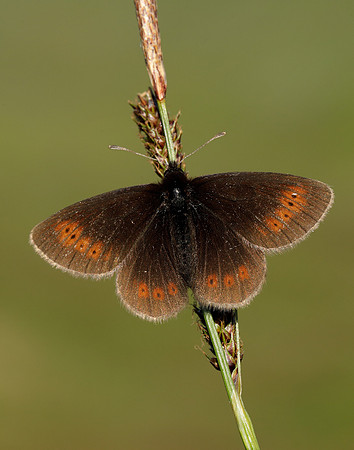 Mountain Ringlet Erebia epiphron
