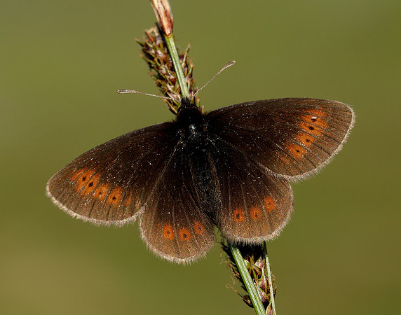 Mountain Ringlet Erebia epiphron