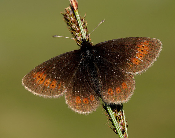 Mountain Ringlet Erebia epiphron
