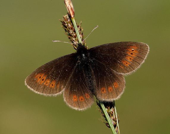 Mountain Ringlet Erebia epiphron