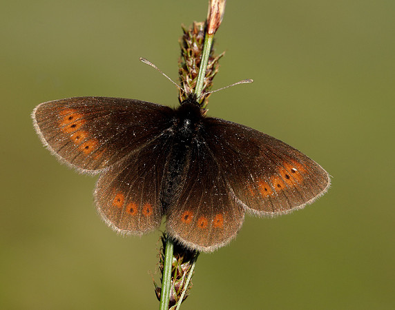 Mountain Ringlet Erebia epiphron