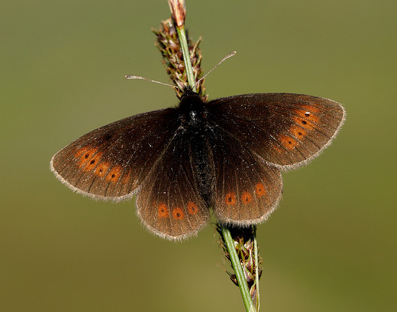 Mountain Ringlet Erebia epiphron