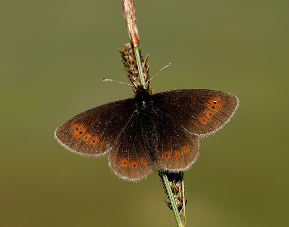 Mountain Ringlet Erebia epiphron