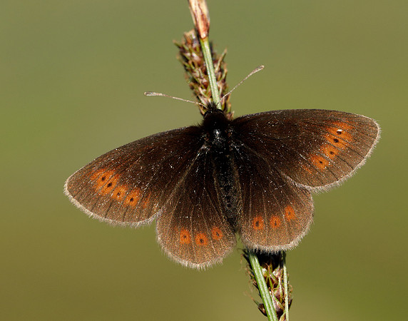 Mountain Ringlet Erebia epiphron