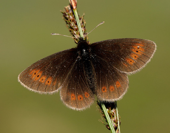 Mountain Ringlet Erebia epiphron