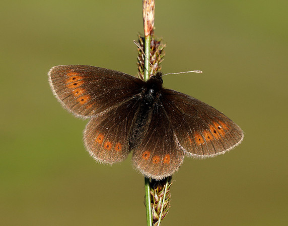 Mountain Ringlet Erebia epiphron