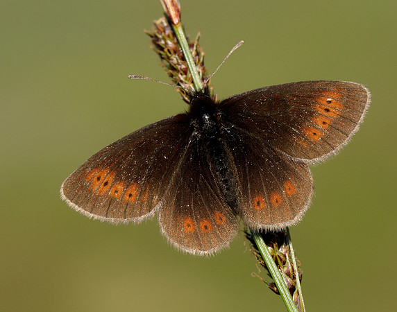 Mountain Ringlet Erebia epiphron