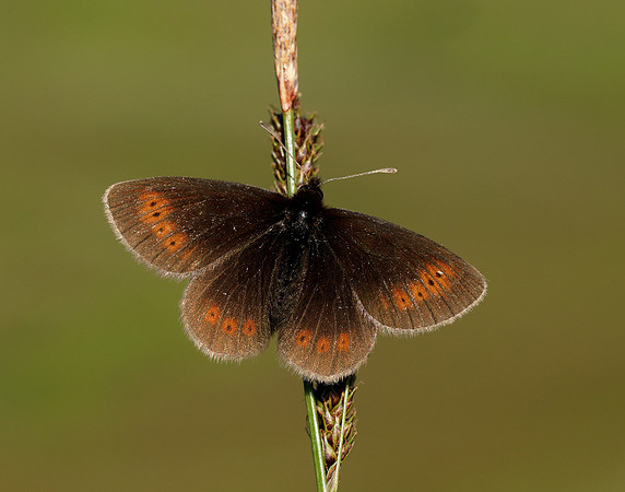 Mountain Ringlet Erebia epiphron
